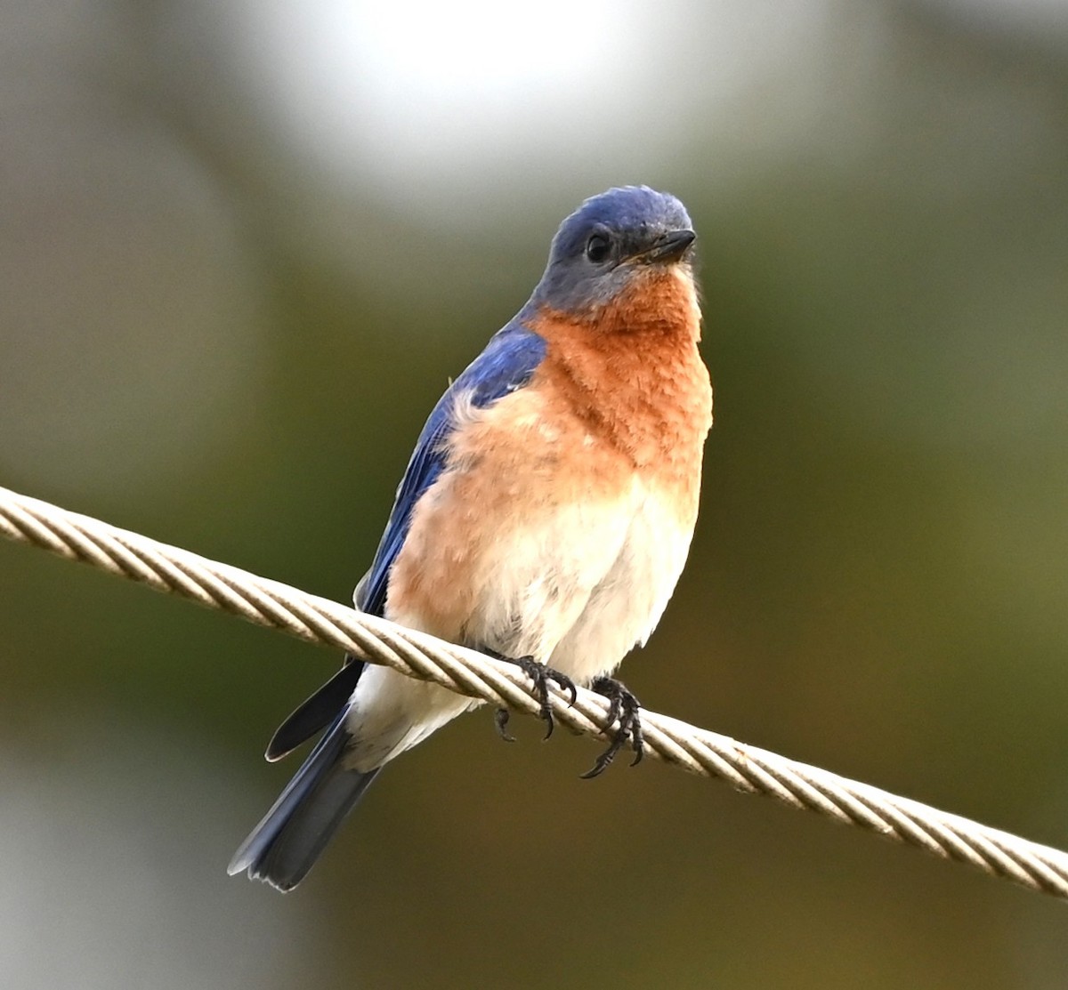 Eastern Bluebird - ML633234056