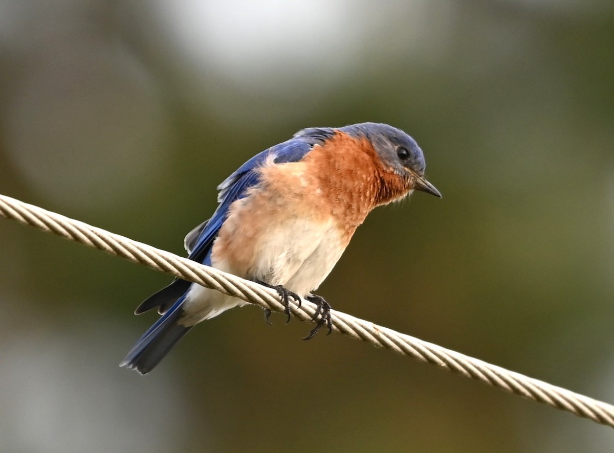 Eastern Bluebird - ML633234068