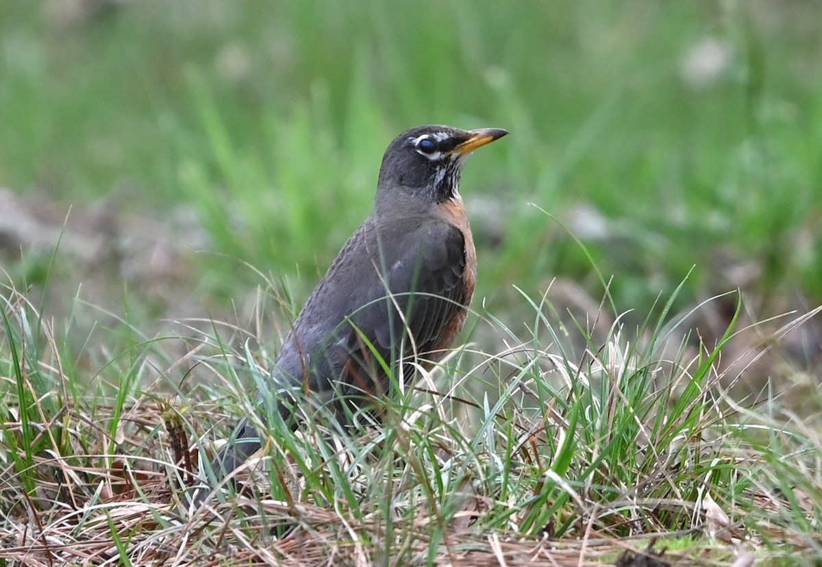 American Robin - ML633234082