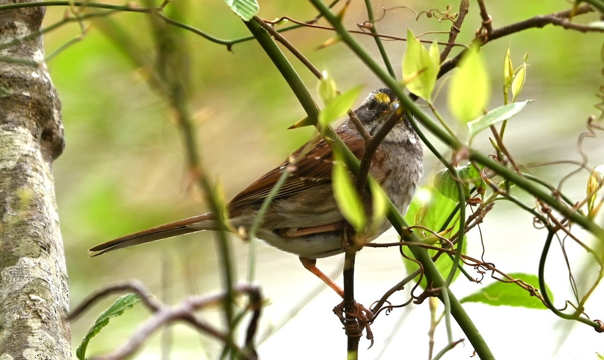 White-throated Sparrow - ML633234101