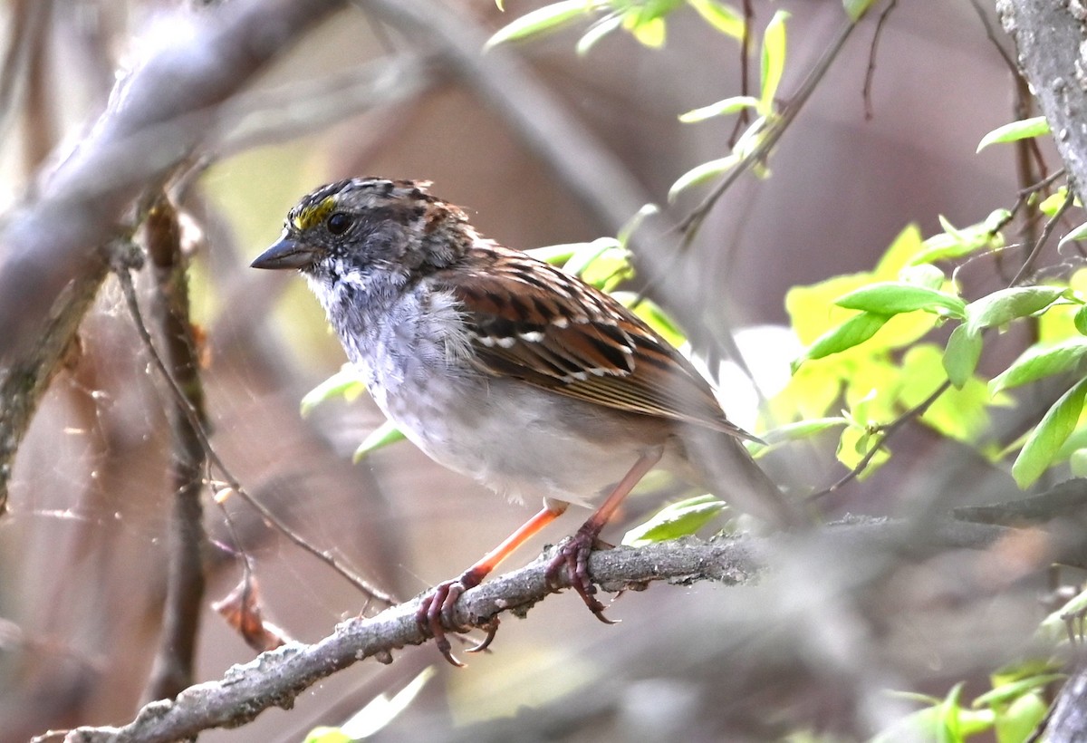 White-throated Sparrow - ML633234118