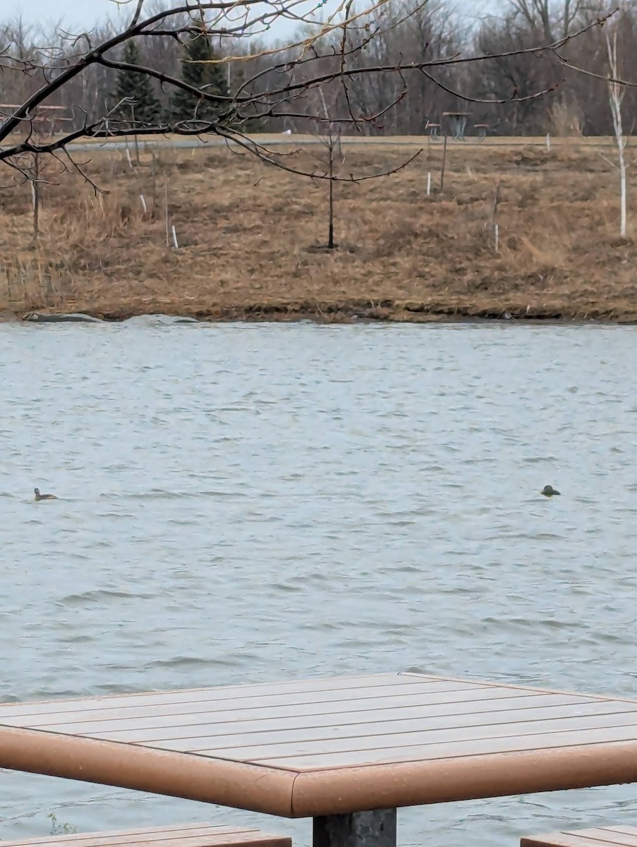 Pied-billed Grebe - ML633234139