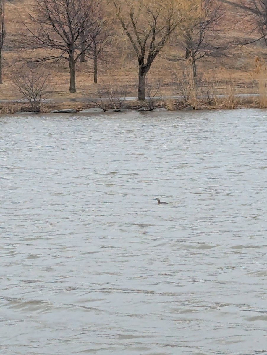 Pied-billed Grebe - ML633234140