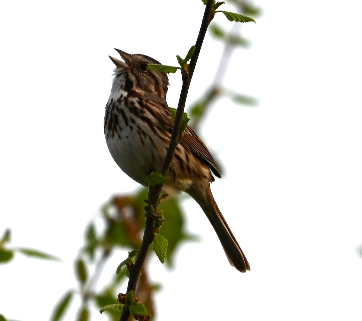 Song Sparrow - ML633234160
