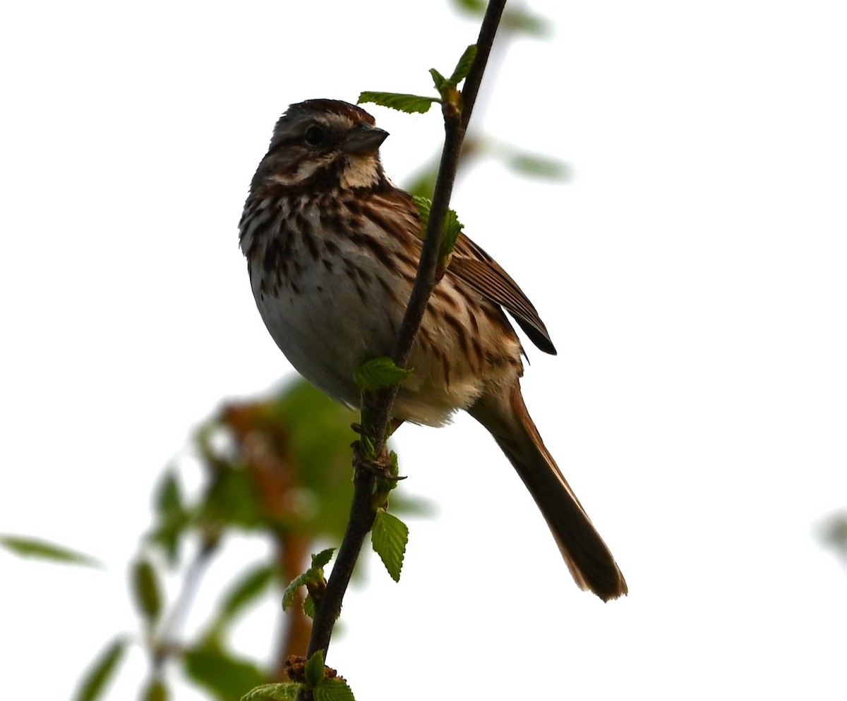 Song Sparrow - ML633234179
