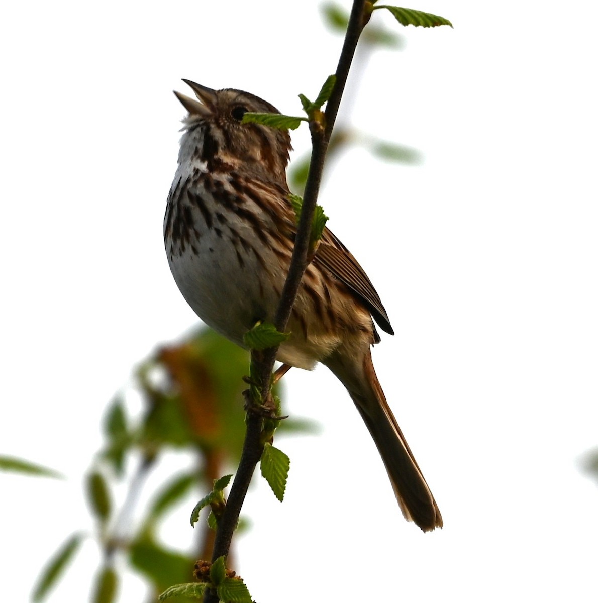 Song Sparrow - ML633234192