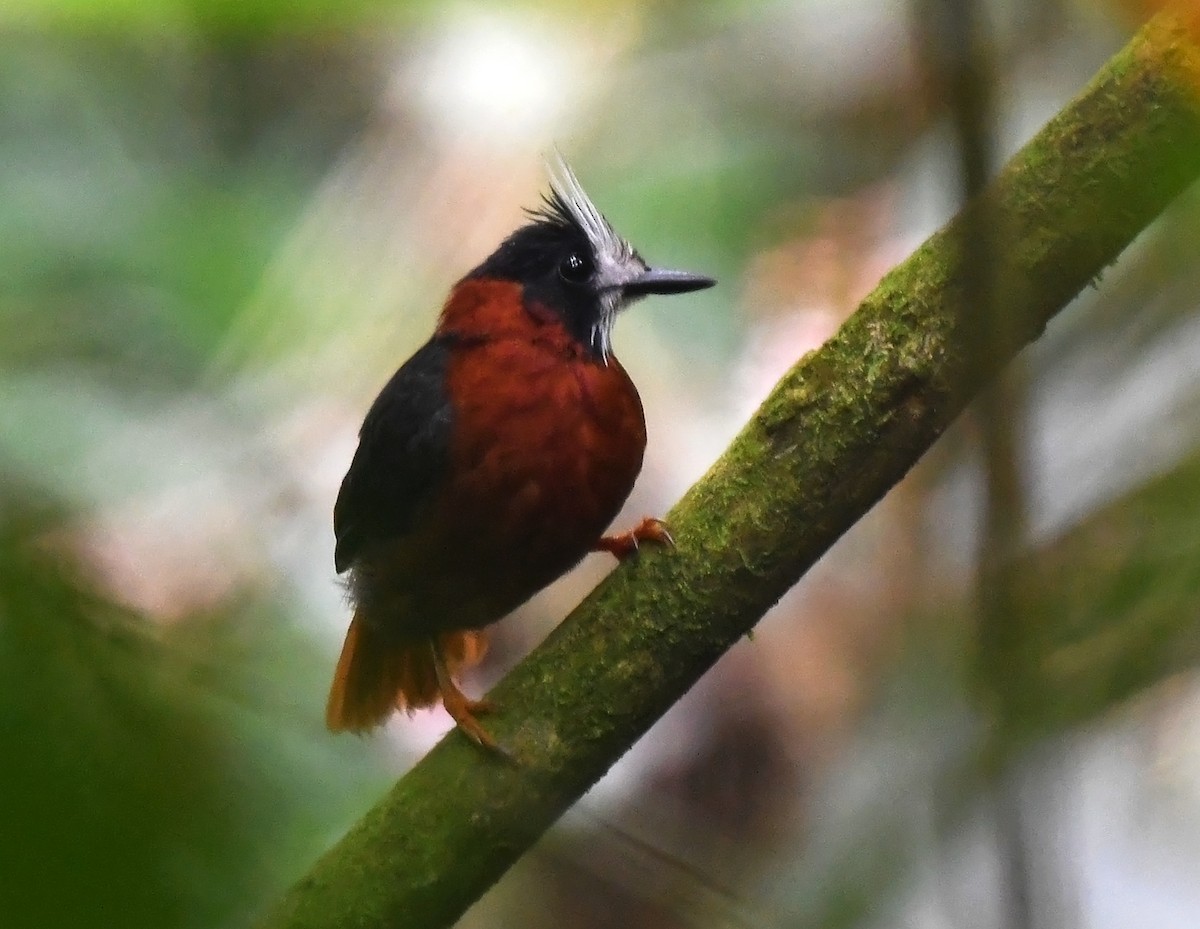 White-plumed Antbird - ML633234194