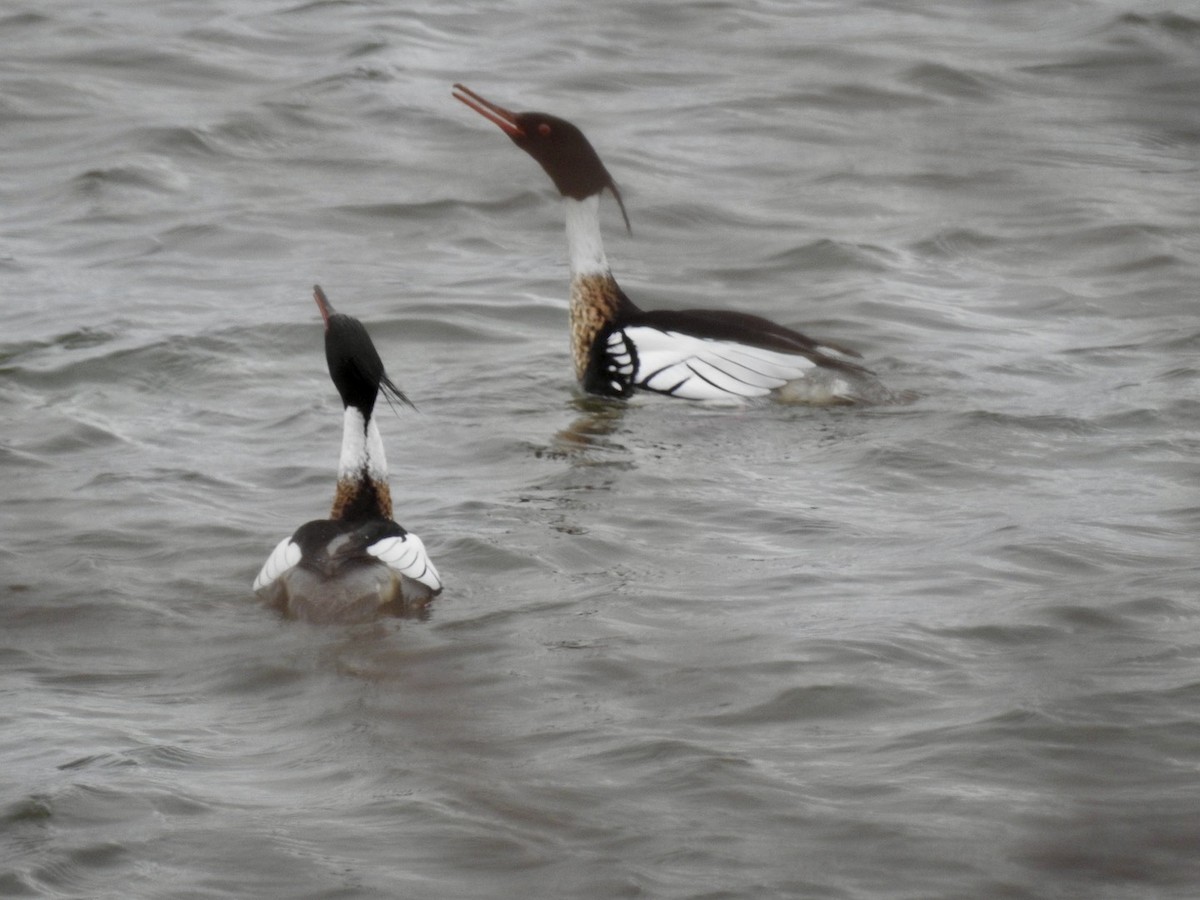 Smergo minore - ML633234224