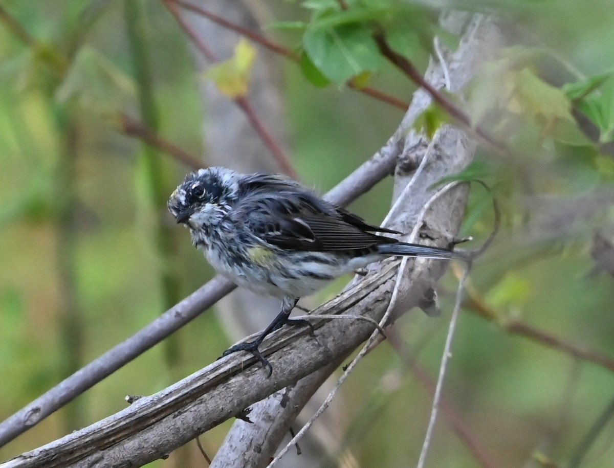 Yellow-rumped Warbler - ML633234234