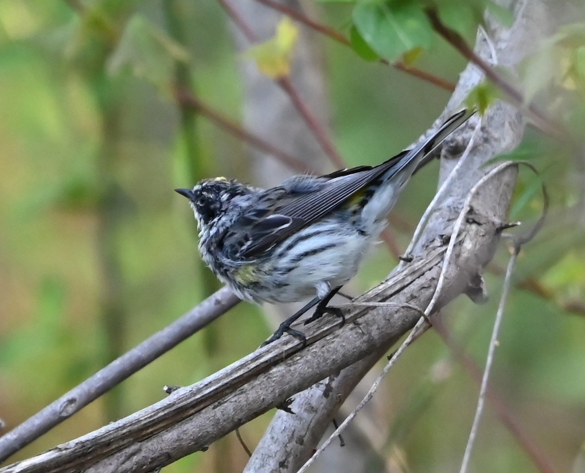 Yellow-rumped Warbler - ML633234244