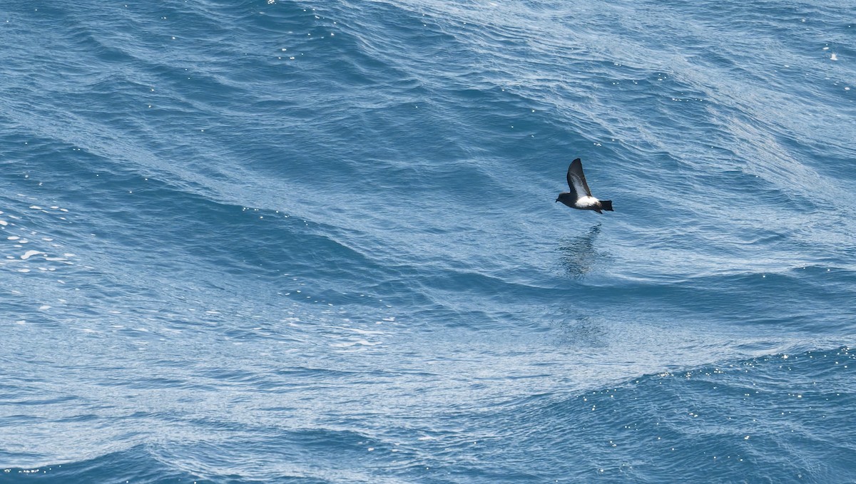 Black-bellied Storm-Petrel - ML633234274