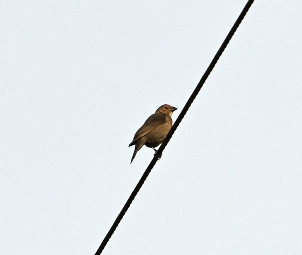 Brown-headed Cowbird - ML633234307