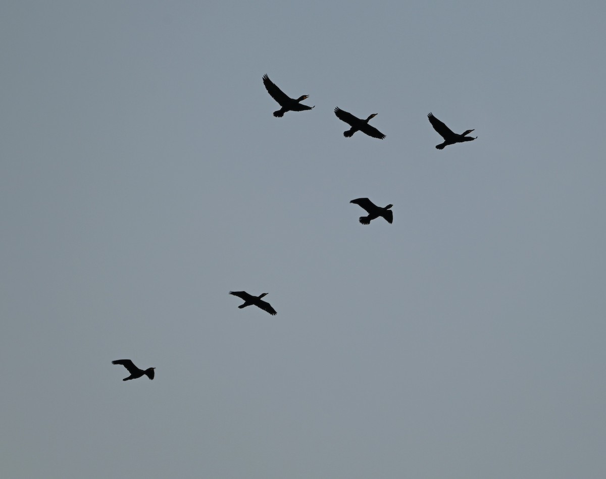 Double-crested Cormorant - ML633234370