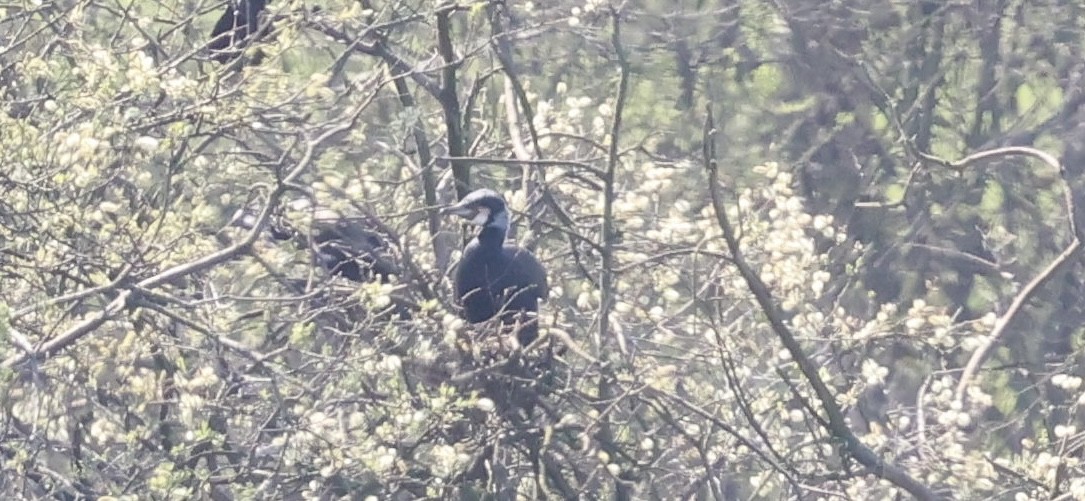 Great Cormorant - ML633234429
