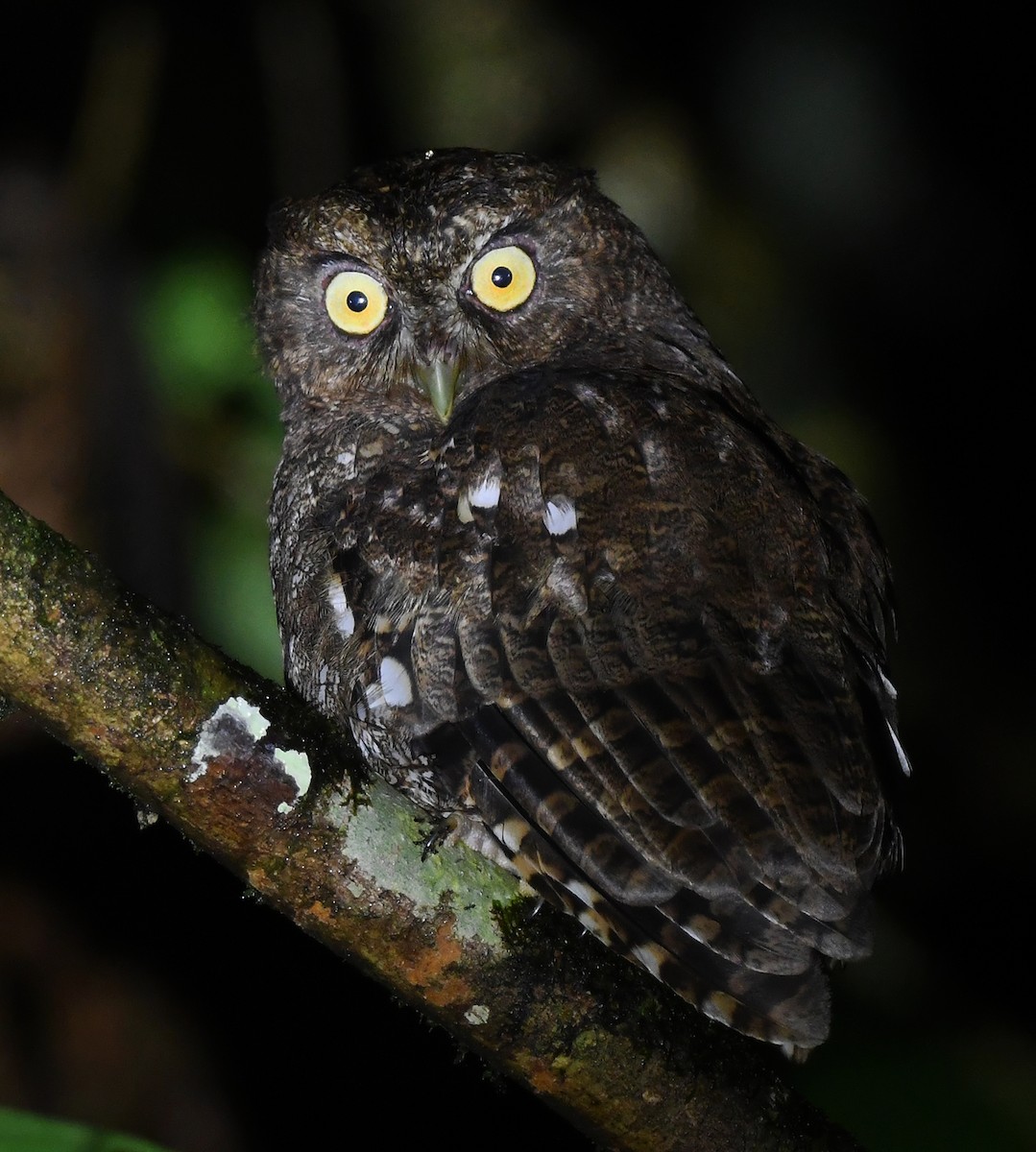 Foothill Screech-Owl (Foothill) - ML633234446