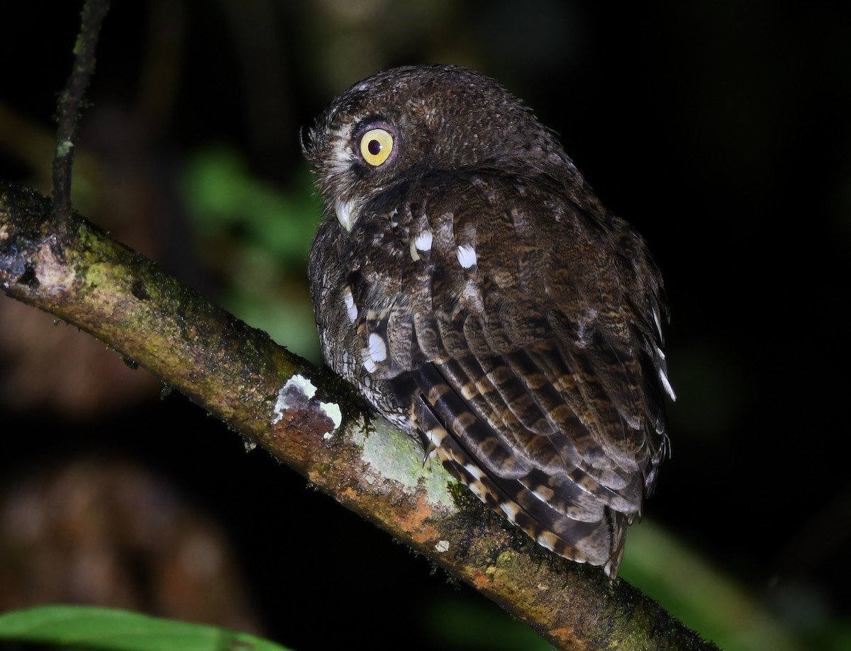 Foothill Screech-Owl (Foothill) - ML633234447