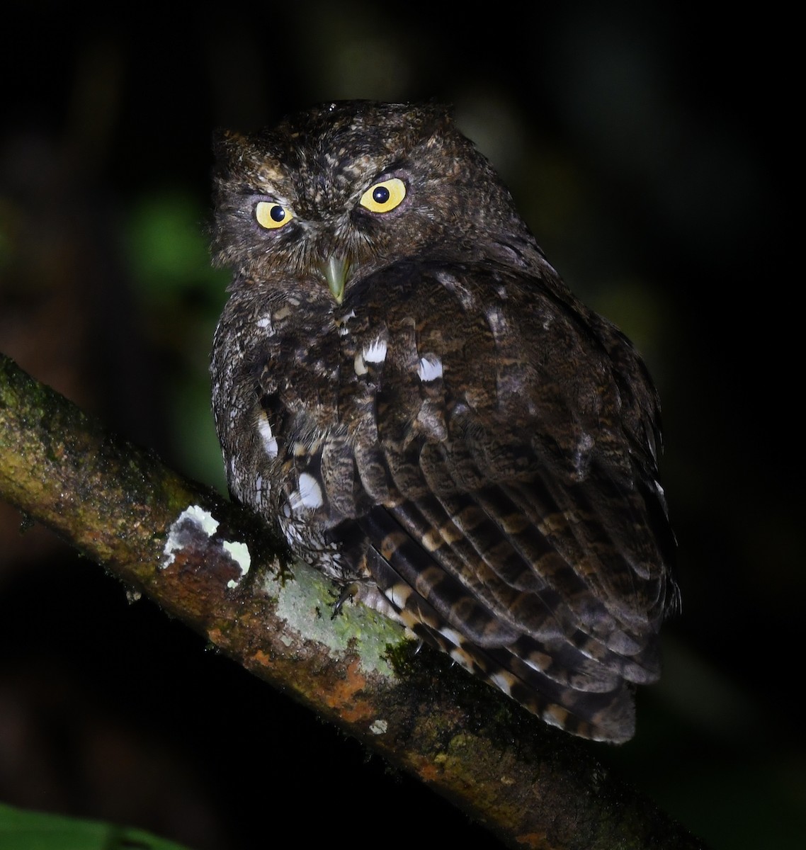 Foothill Screech-Owl (Foothill) - ML633234448