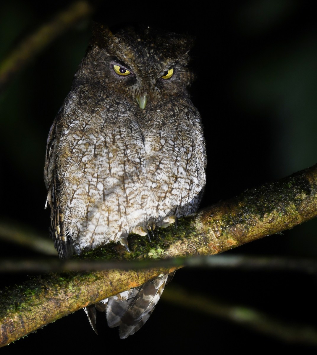 Foothill Screech-Owl (Foothill) - ML633234449