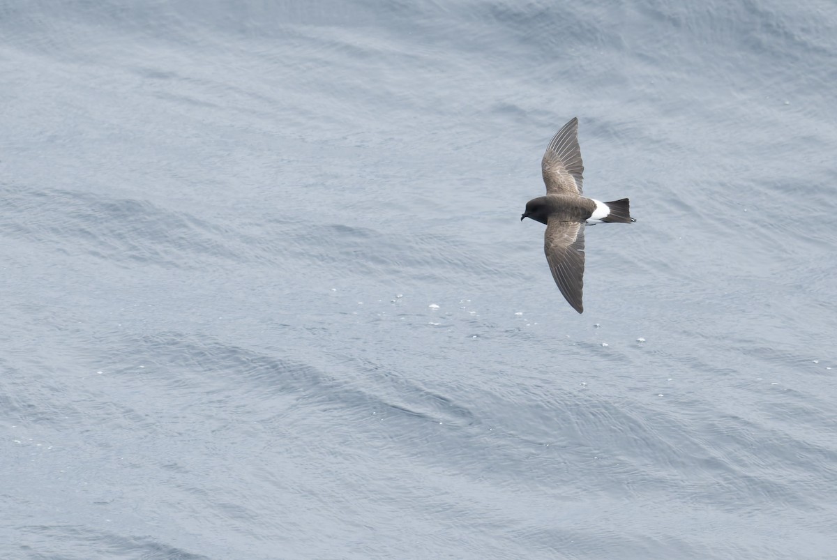 Black-bellied Storm-Petrel - ML633234544