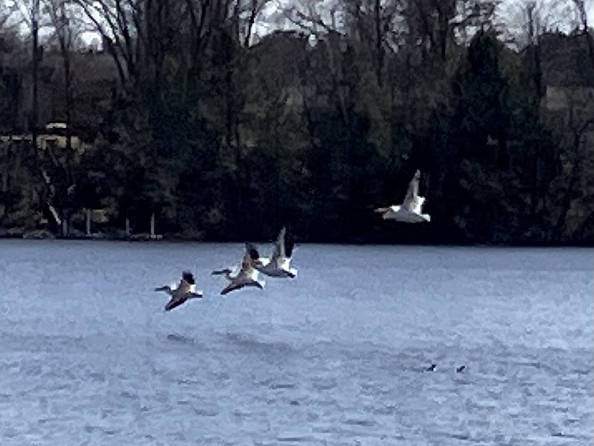 American White Pelican - ML633234597