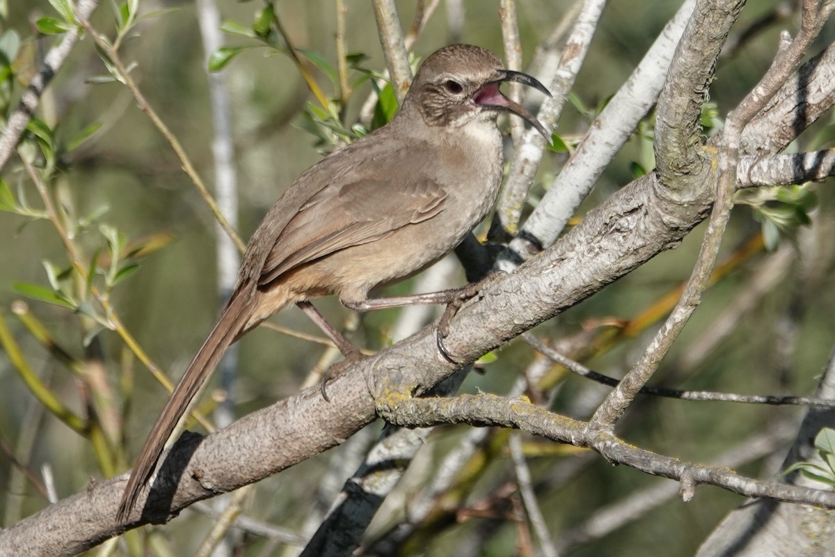 Kalifornienspottdrossel - ML633234762