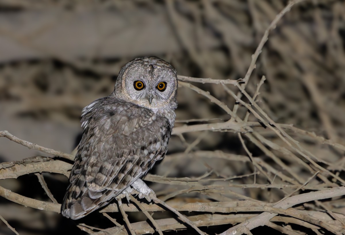 Desert Owl - ML633234794