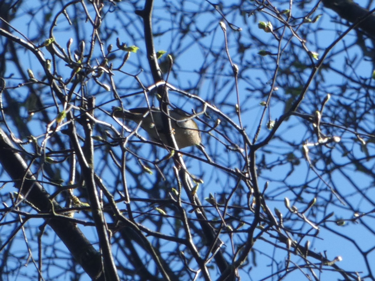 Common Firecrest - ML633235053