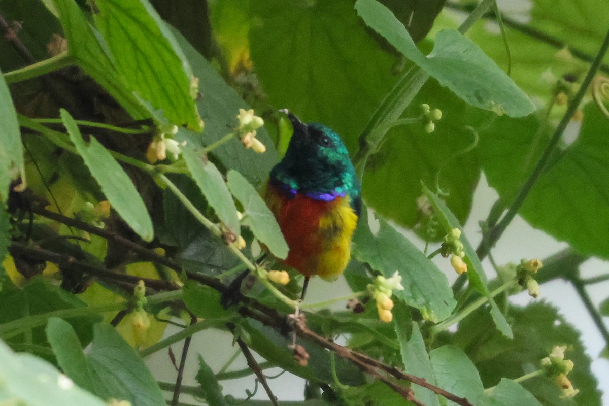 Regal Sunbird - ML633235056
