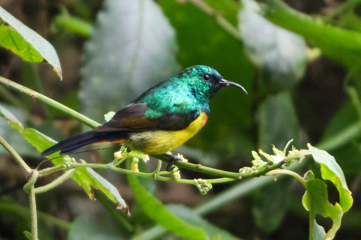 Regal Sunbird - ML633235057