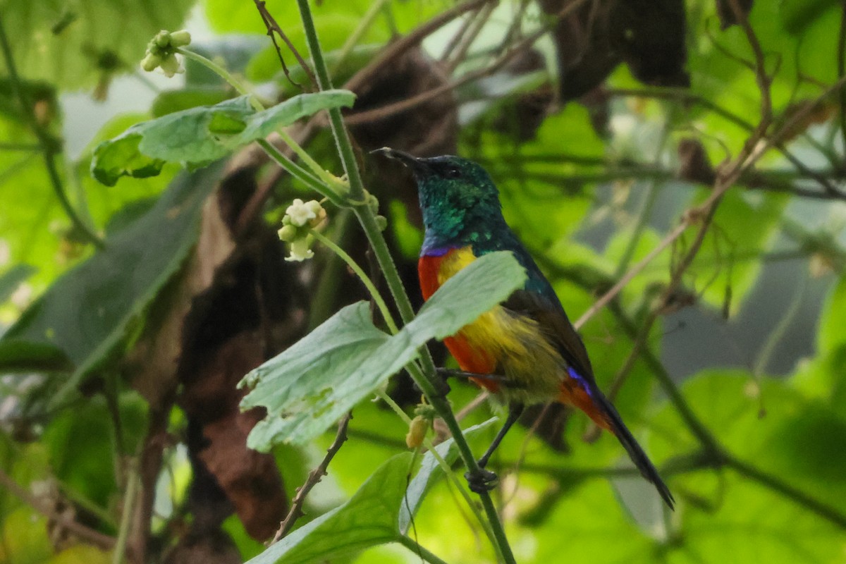 Regal Sunbird - ML633235058