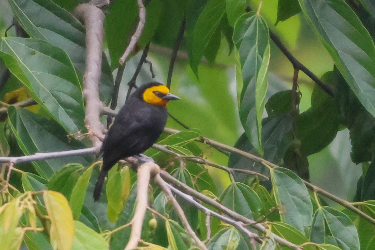Black-billed Weaver - ML633235099