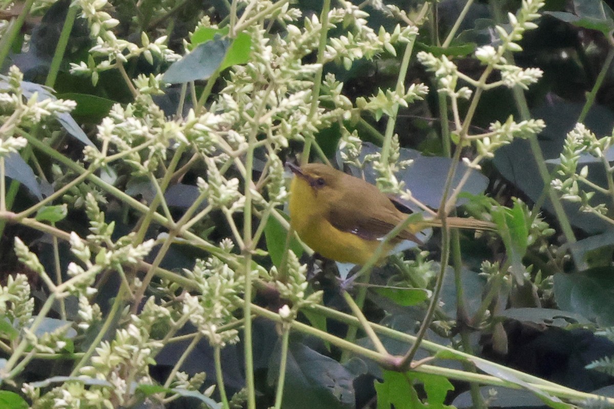 Mountain Yellow-Warbler - ML633235109