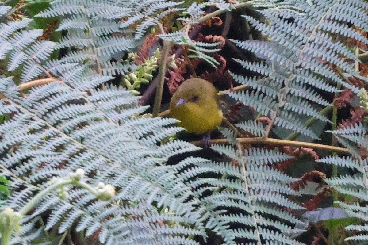 Mountain Yellow-Warbler - ML633235111
