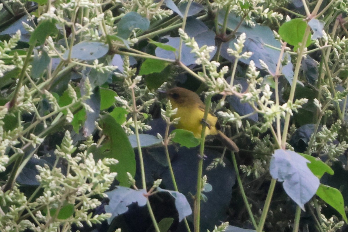 Mountain Yellow-Warbler - ML633235112