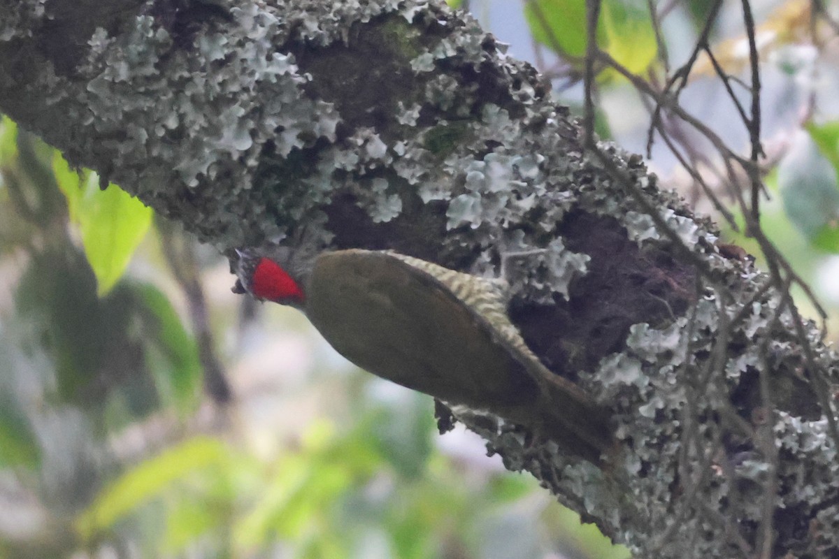 Fine-banded Woodpecker - ML633235150