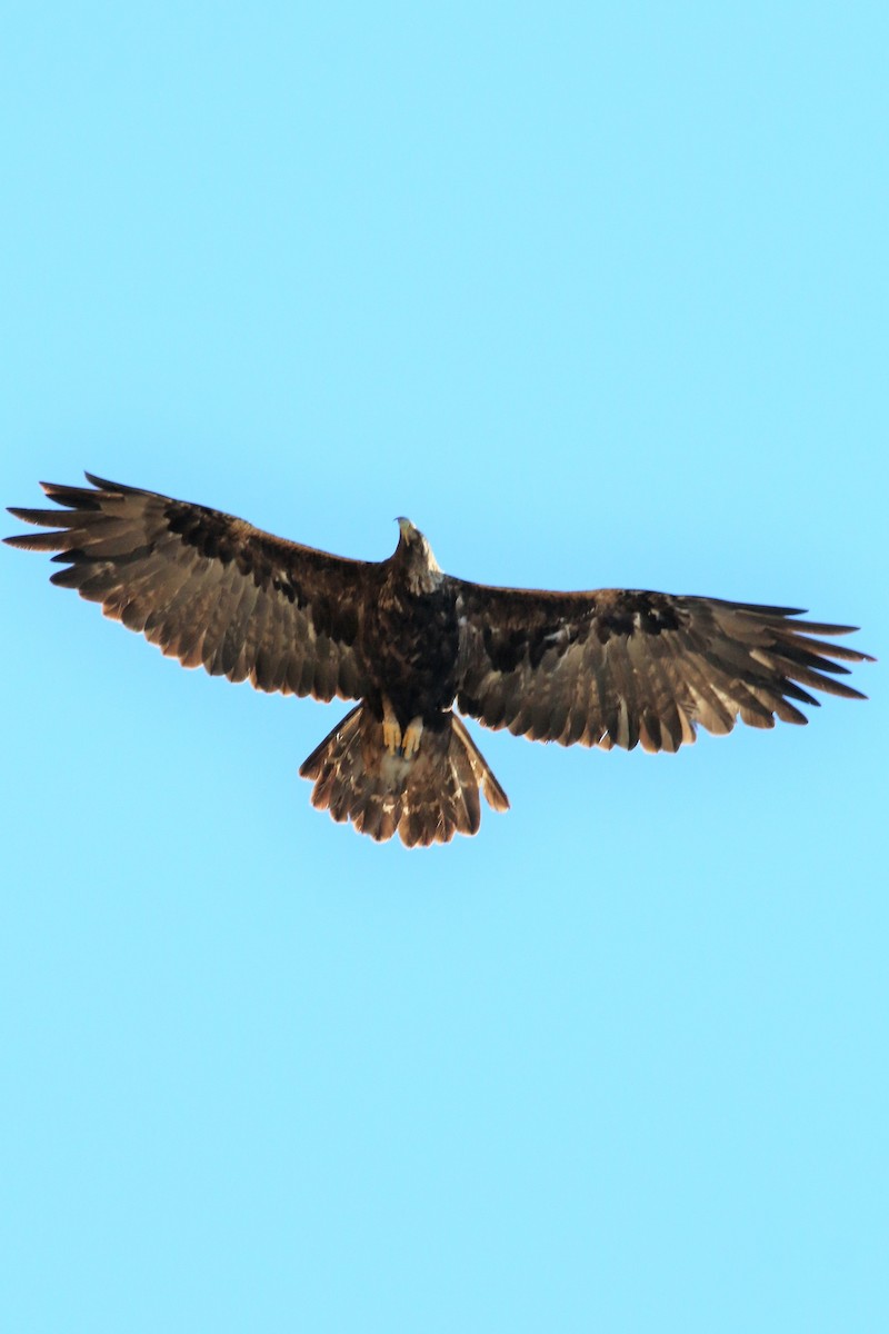Golden Eagle - ML63323521