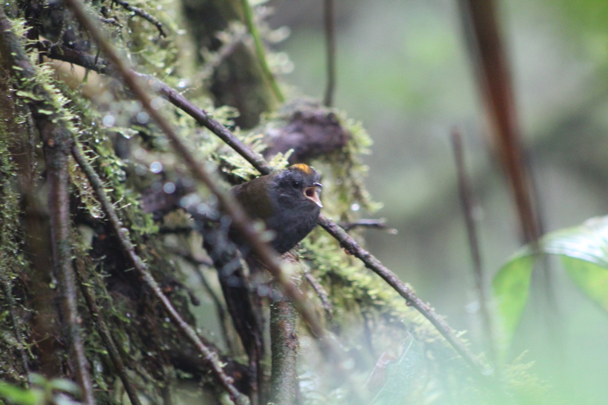 Wrenthrush - ML633235291