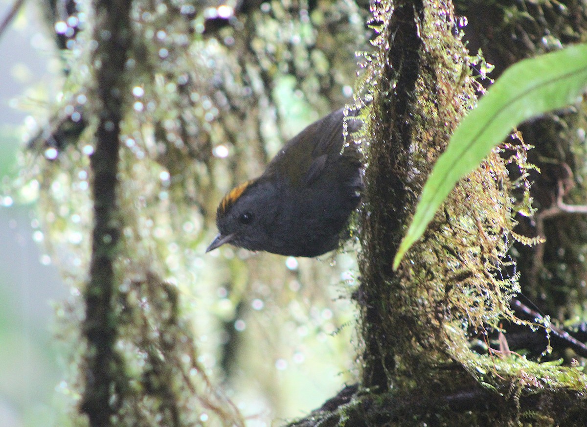 Wrenthrush - ML633235292