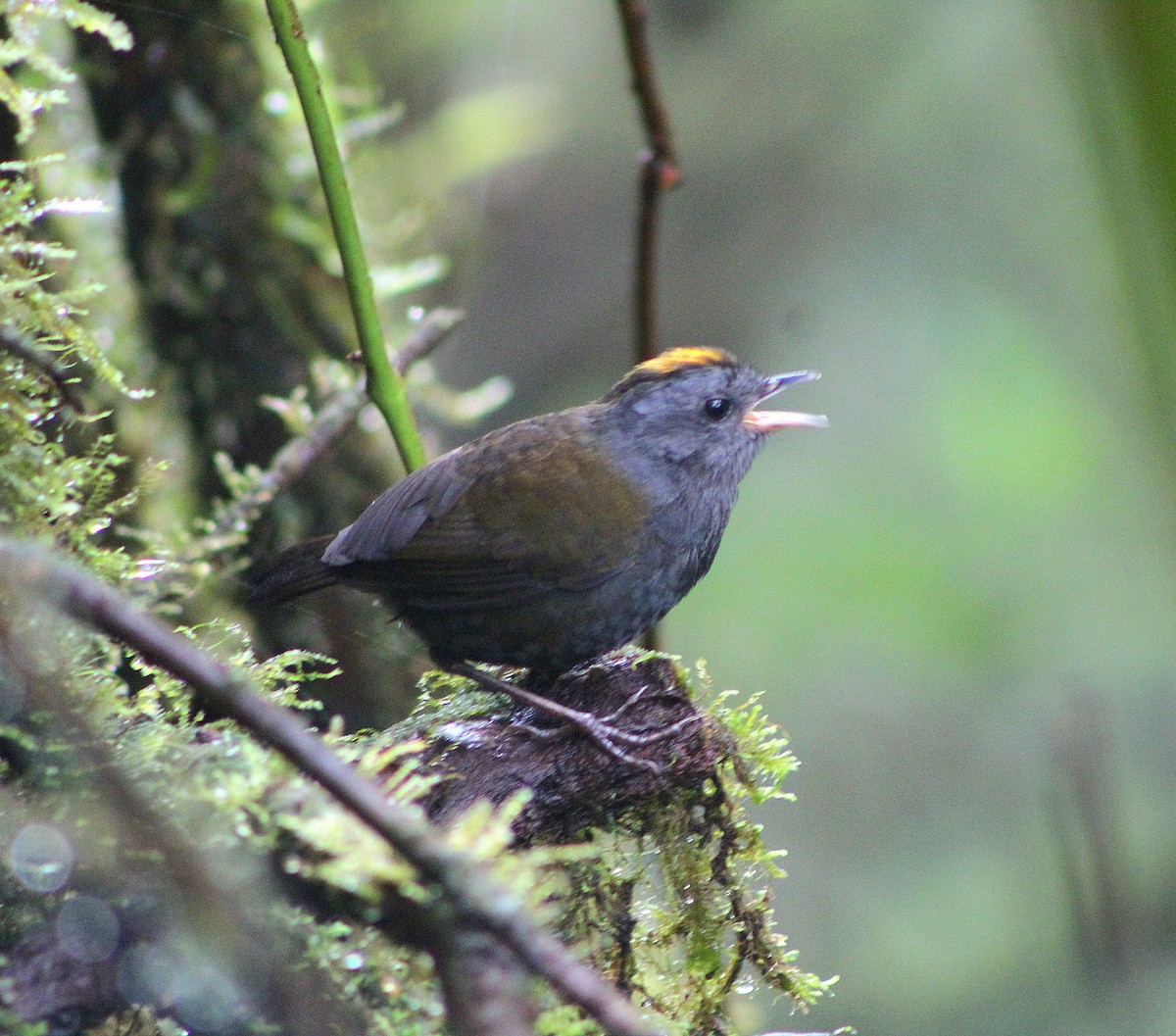 Wrenthrush - ML633235293