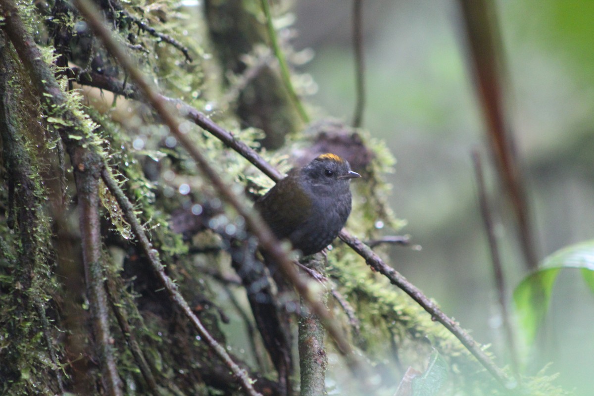 Wrenthrush - ML633235294