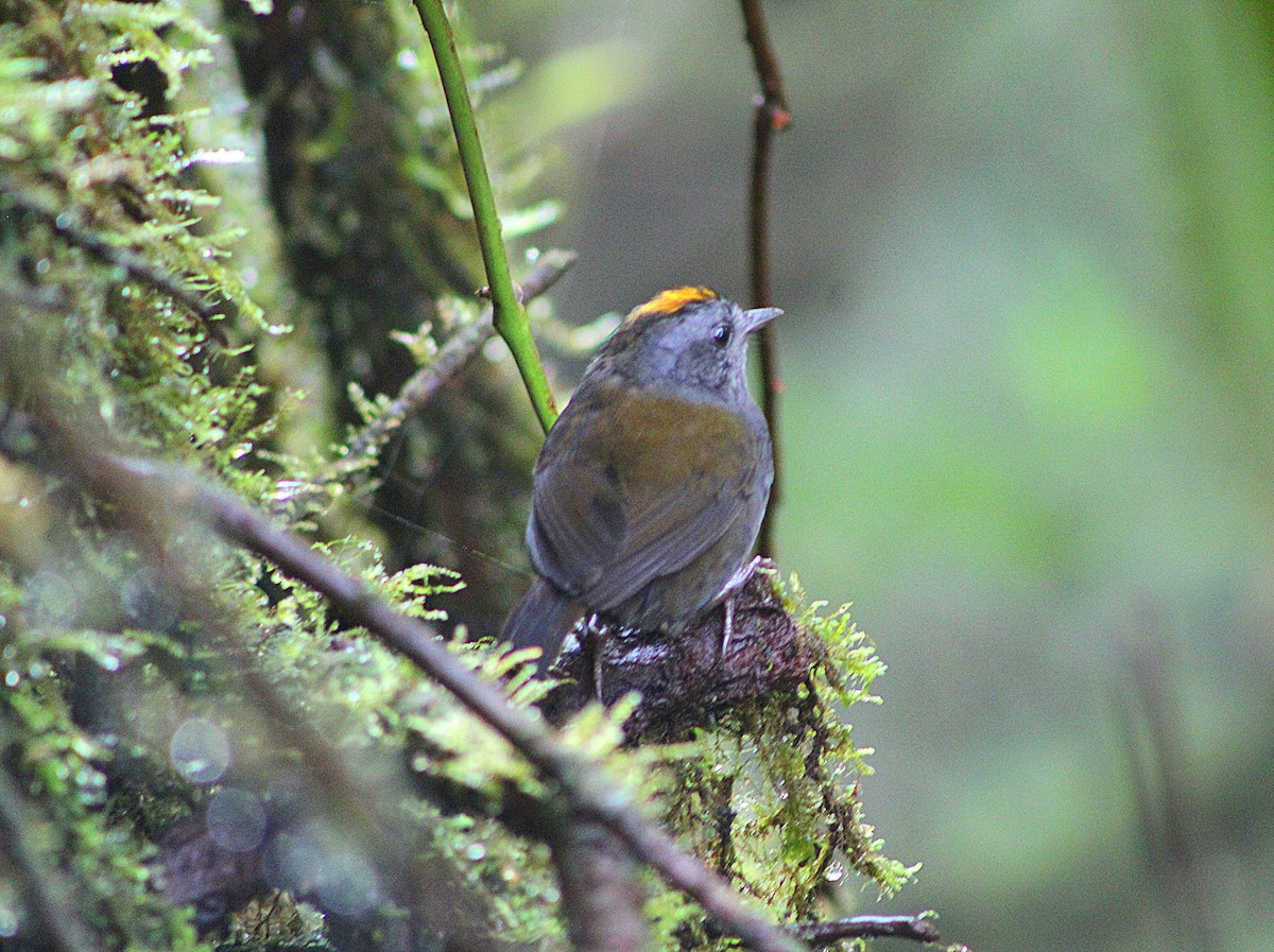 Wrenthrush - ML633235295