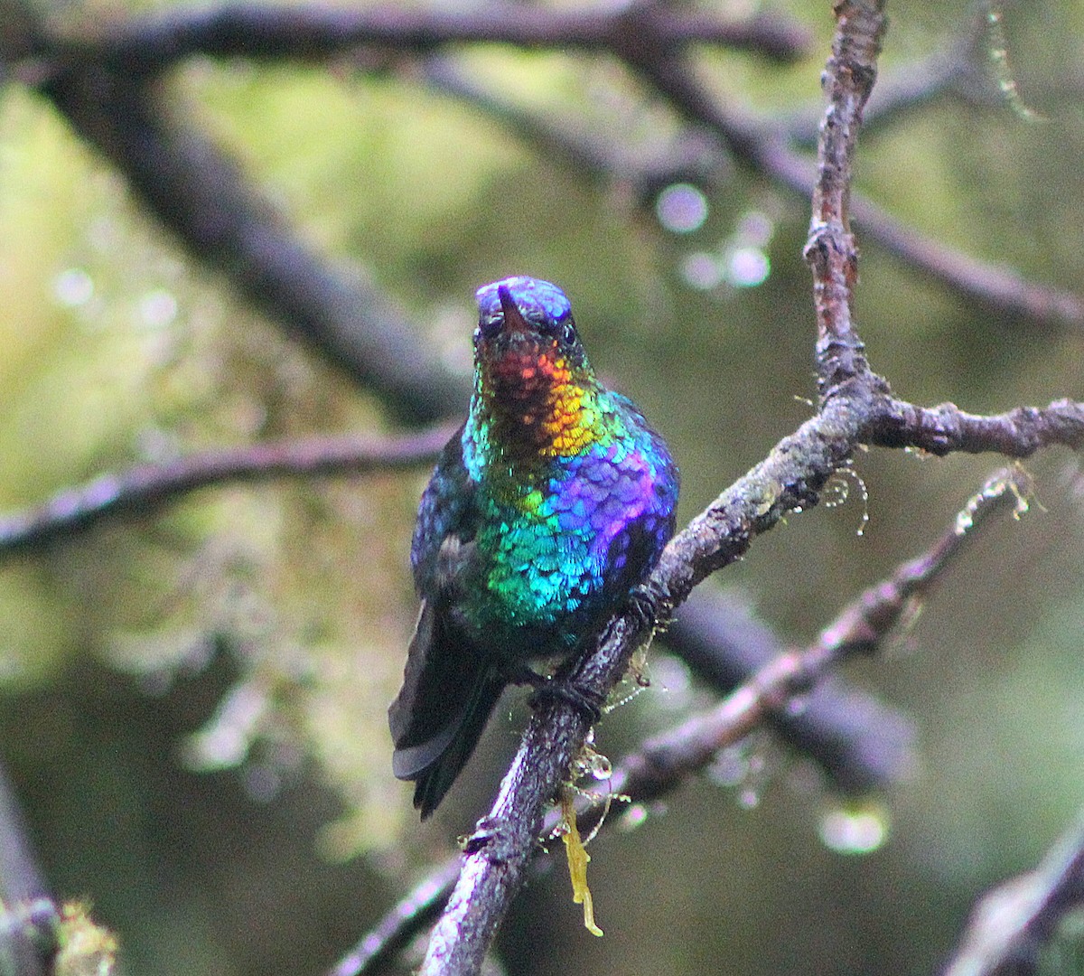 Fiery-throated Hummingbird - ML633235356