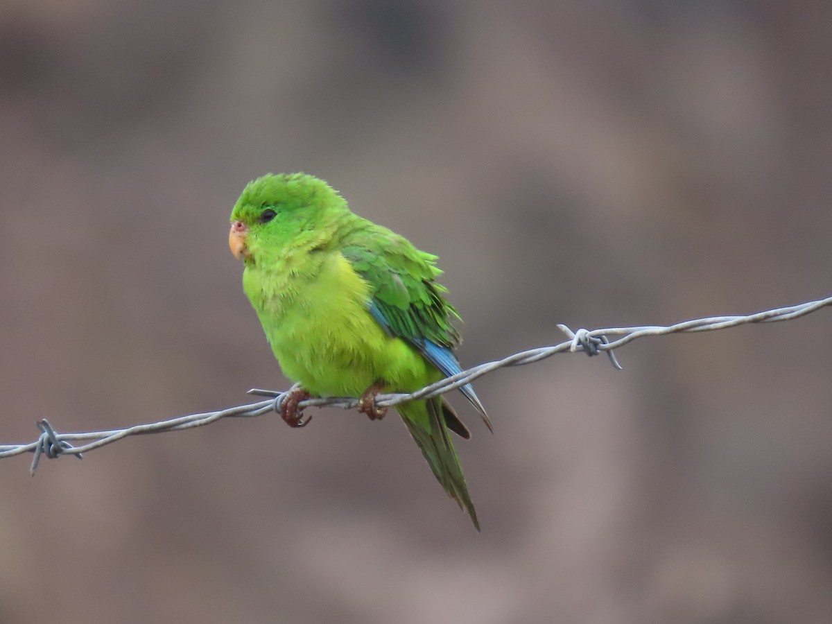 Mountain Parakeet - ML633235424