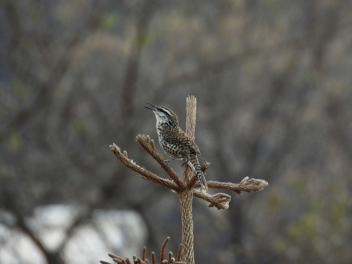 Boucard's Wren - ML633235447