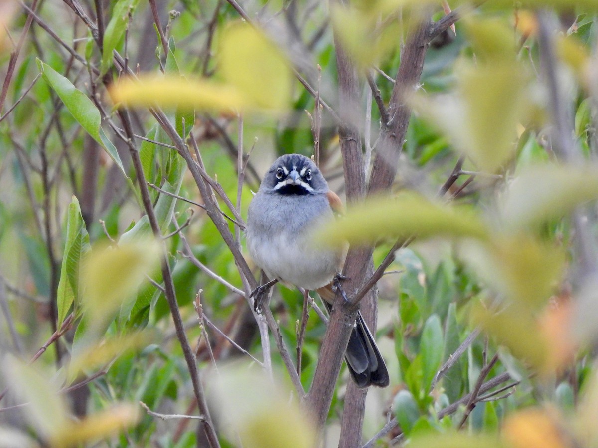 Bridled Sparrow - ML633235466