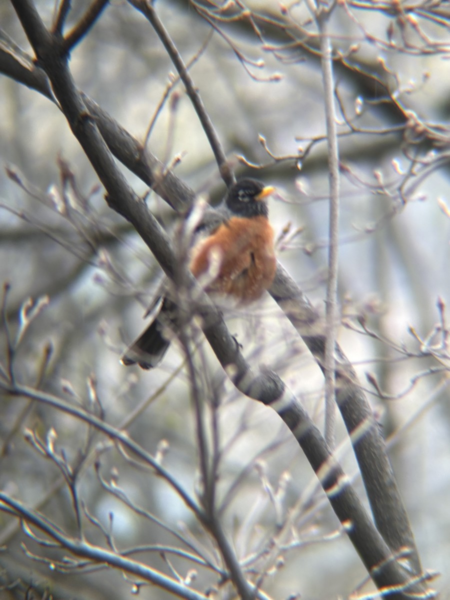 Zozo papargorria - ML633235536