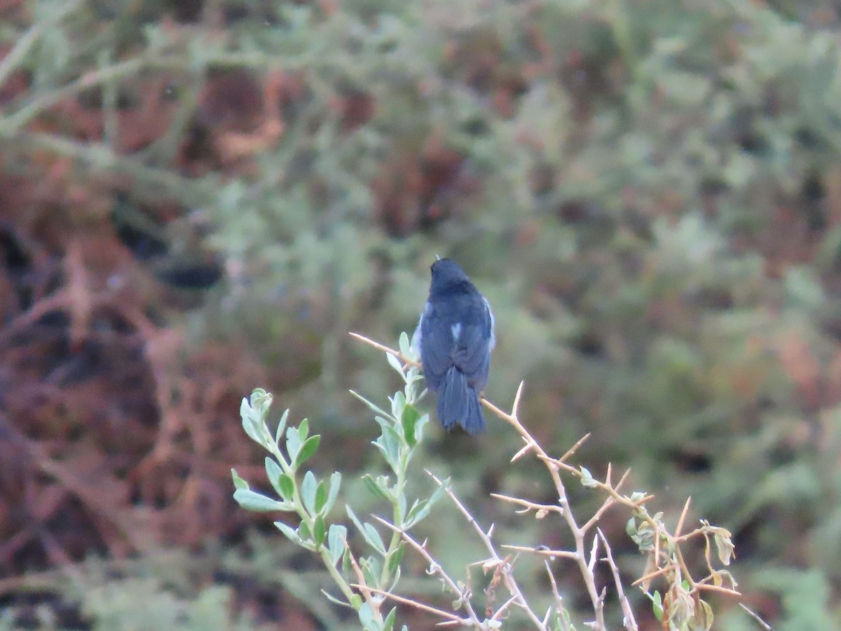 Black-throated Flowerpiercer - ML633235542