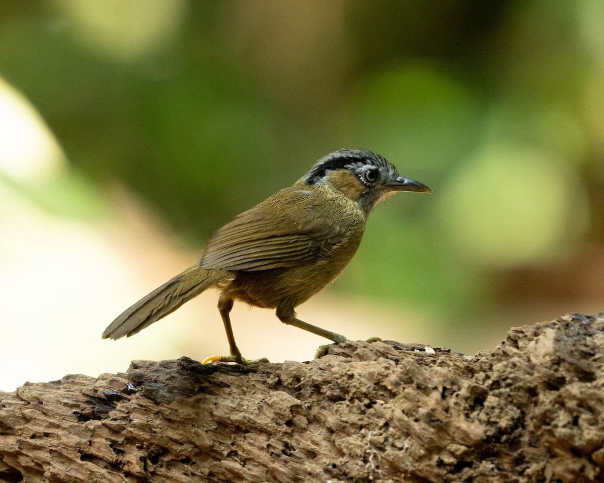 Gray-throated Babbler - ML633235637
