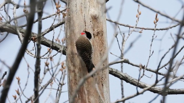 Northern Flicker - ML633235819