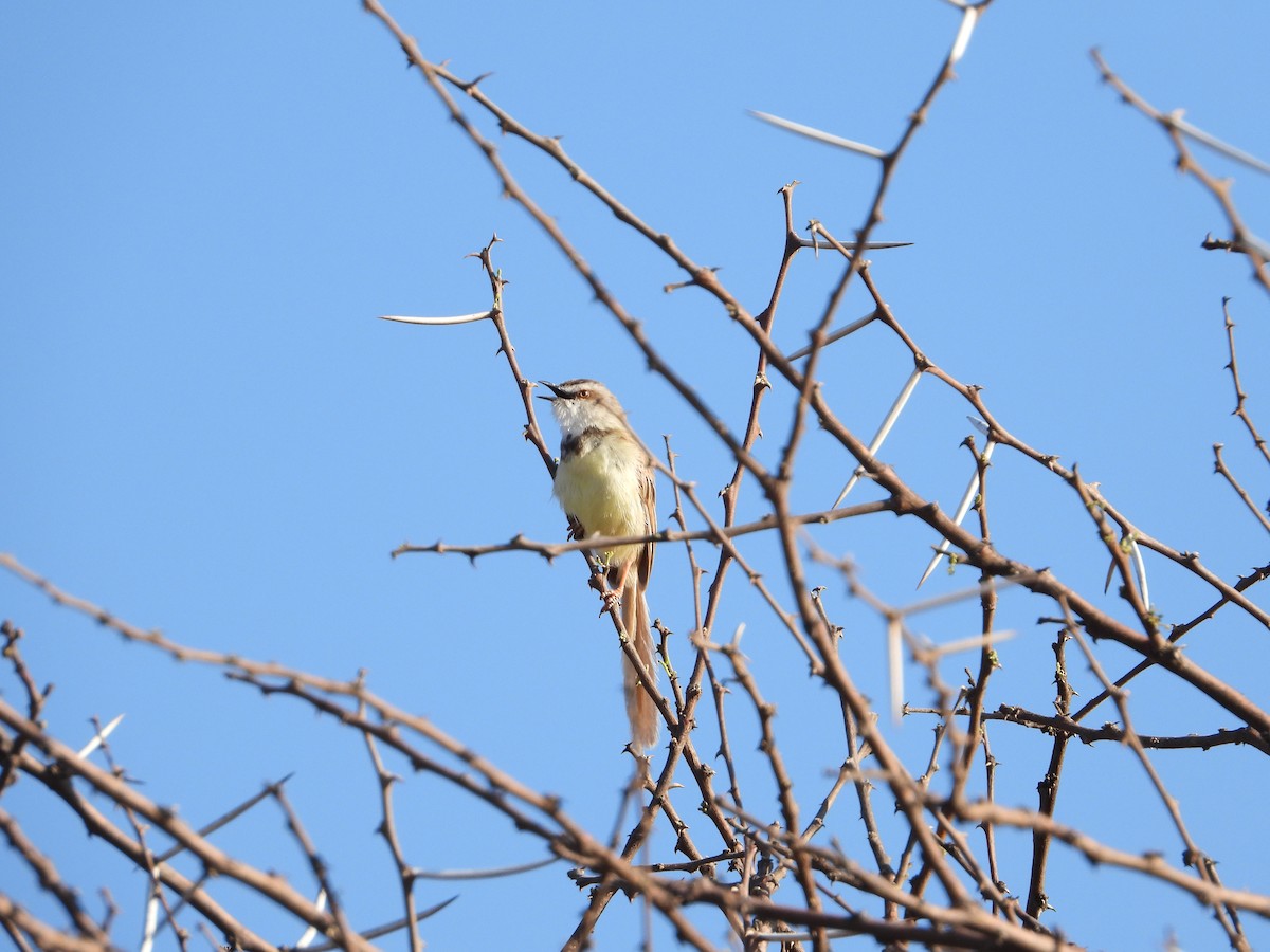 Black-chested Prinia - ML633235957